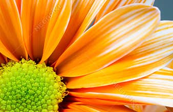 Dyed Daisy Flower White Orange Petals Green Carpels Close up