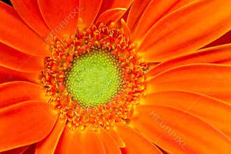 Gerbera Flower Orange Yellow Petals Green Carpels Close up