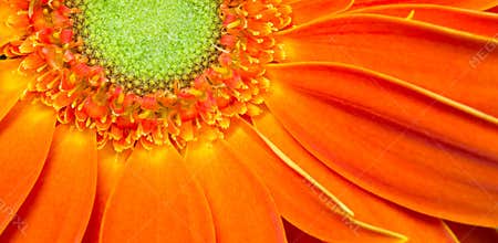 Gerbera Flower Orange Yellow Petals Green Carpels Close up
