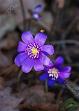 Closeup of two blue flowers of anemone hepatica (hepatica nobilis) among dry leaves in the forest