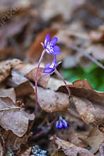 Bunch of blue flowers of anemone hepatica (hepatica nobilis) among dry old leaves in the forest