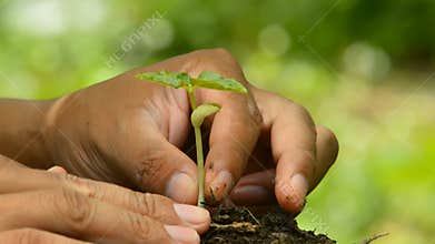 Planting tree sprout