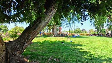 footage of a gorgeous spring landscape with colorful flowers at Huntington Library and Botanical Gardens in San Marino California