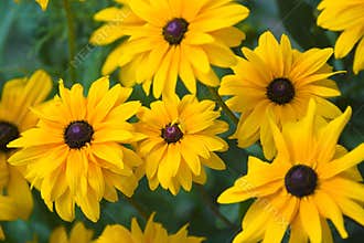 Yellow flowers background
