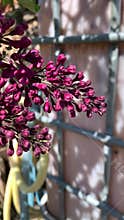 Blooming lilac bu