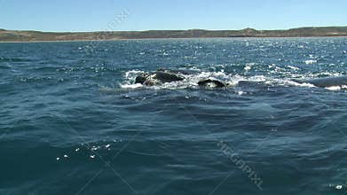 Whales. Peninsula Valdes, Argentina