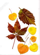 Fall Leaves