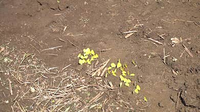 A group of yellow butterflies gathered