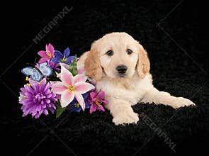 Golden- Doodle Puppy