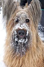 A Pure Bred Blond Briard Dog with Snow on it's Face