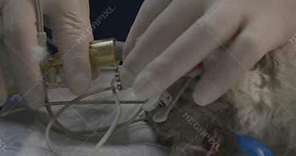 A professional veterinary anesthesiologist connects an intubated cat under anesthesia to a ventilator on the operating