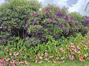 Melastoma affine. Purple flowers bloom beautifully on lush green bushes under sunlight.