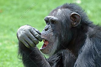 Chimp Face.