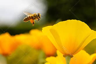 The Pollinator's Promise