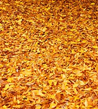Fall leaves
