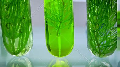 Close up of green plant samples in test tubes in laboratory