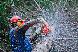 Professional Lumberjack Cutting a big Tree