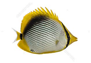 Blackback Butterflyfish, Chaetodon melannotus