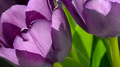 Purple tulips in the sunlight