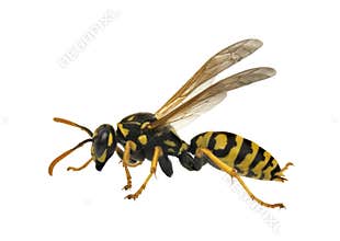 Wasp -isolated
