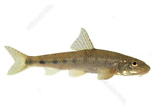 Gudgeon (fish) - isolated