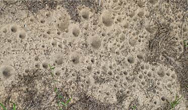 ant lion - larval form possibly myrmeleon immaculatus - view of cone shaped, conical, pit fall traps in Florida sugar sand. small