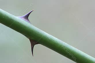 Thorn
