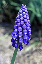 Closeup of a Stem of Grape Hyacinth
