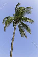 Coconut palm tree