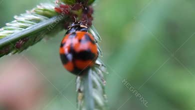 Hemiptera or ladybugs protecting their young from ant attacks at summer