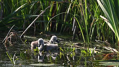 Swan Chicks Swimming In Pond