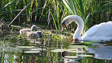 Swan In Pond With Chicks