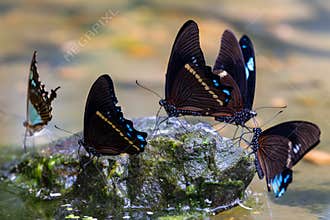 Spring's Secret Gathering