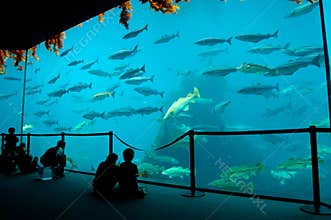 Aquarium