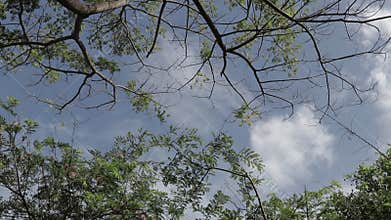Shot uprisen angle green trees branch and leaves with blue sky.