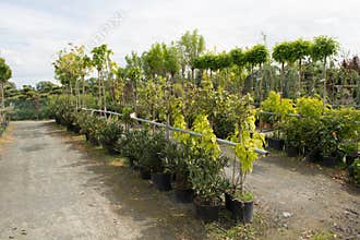 Trees for sale in a row, in pots