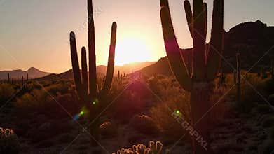 Majestic saguaro cacti stand tall against a vibrant desert sunset
