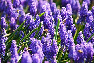 Bees on spring flowers