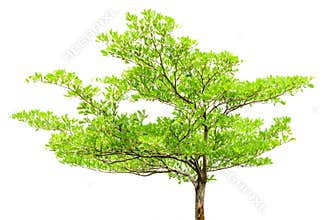 Single tree isolated