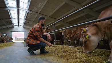 Farmer crouching and looking at jersey cattle eating hay in barn