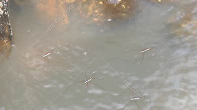 Gerridae (water striders, water skeeters, water scooters, water bugs, pond skaters, water skippers) on river