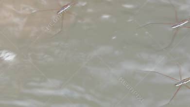 Gerridae (water striders, water skeeters, water scooters, water bugs, pond skaters, water skippers) on river