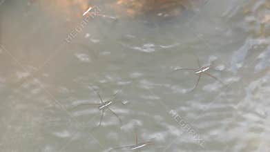 Gerridae (water striders, water skeeters, water scooters, water bugs, pond skaters, water skippers) on river