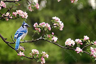 Bluejay 5