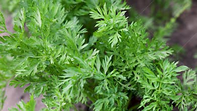 Carrots in vegetable garden in Poland
