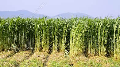 Napier Grass In Farm Plants