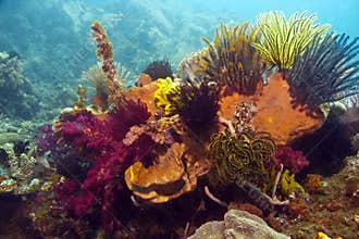 Coral reef