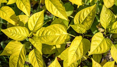 Yellow Leaves Background