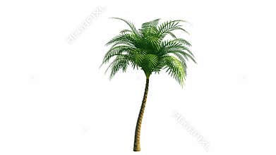 Growing palm tree with alpha channel