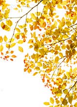 Autumn leaves foliage border